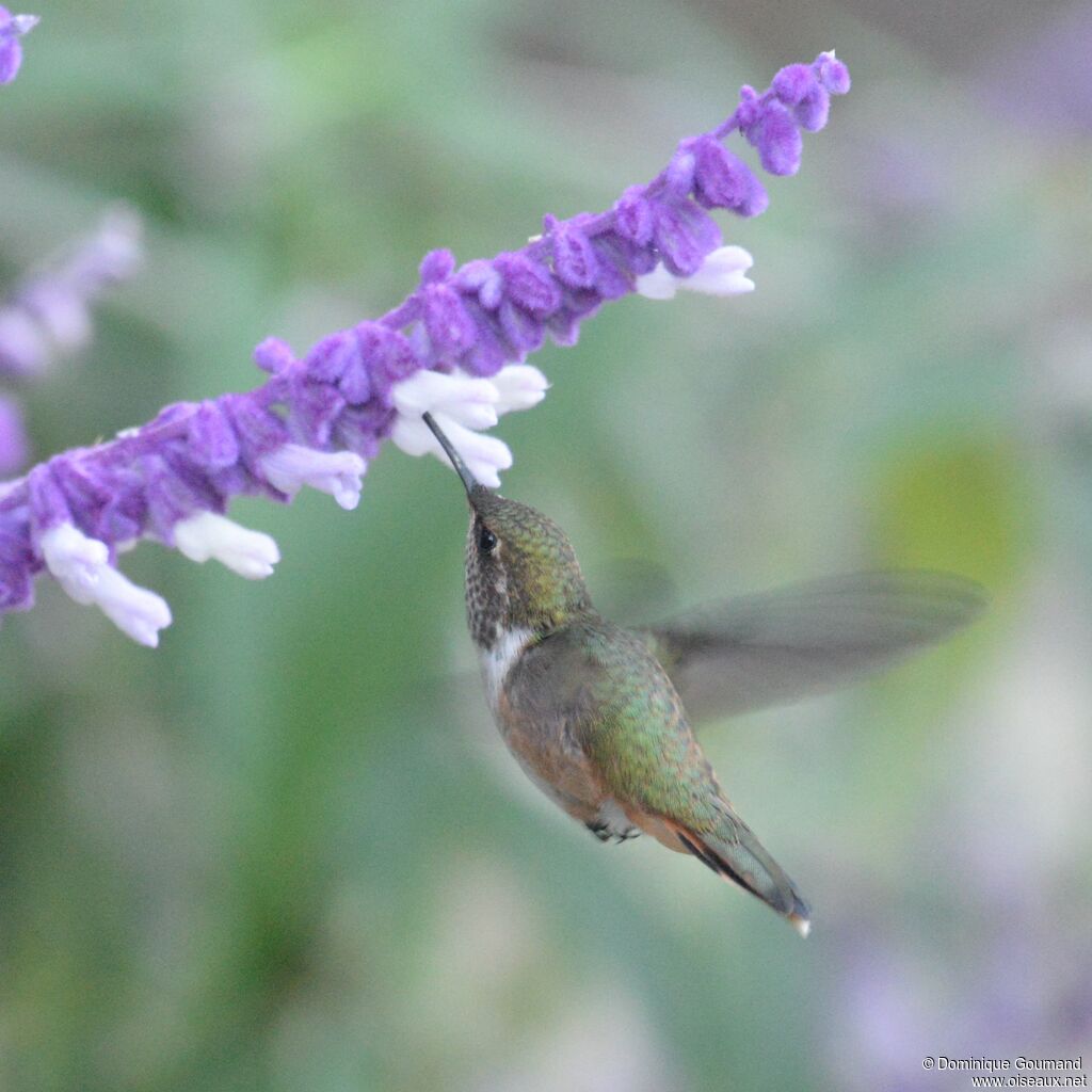 Colibri flammule femelle adulte