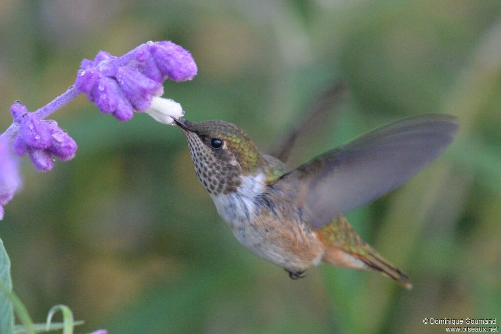 Colibri flammule femelle adulte