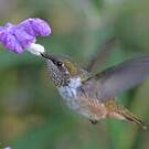 Colibri flammule
