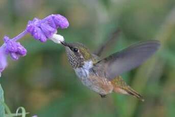 Colibri flammule