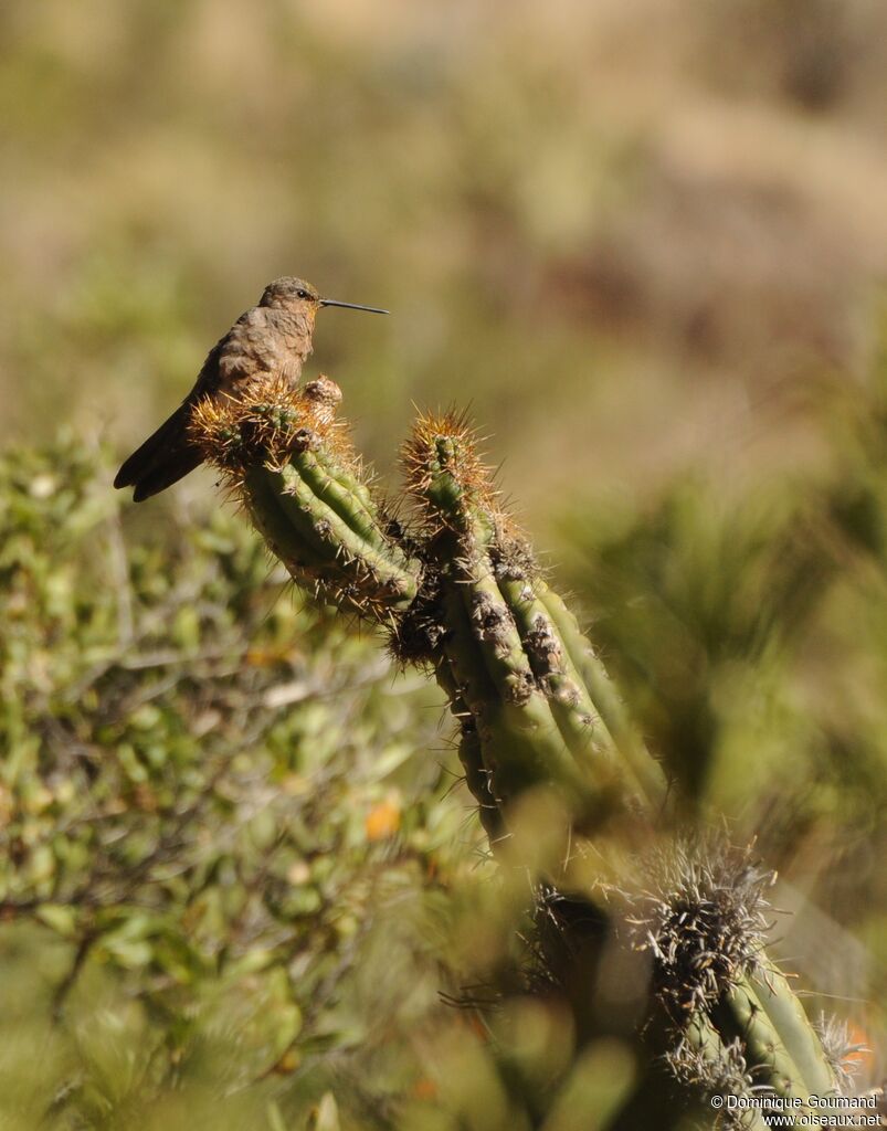 Colibri géant