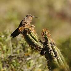 Colibri géant