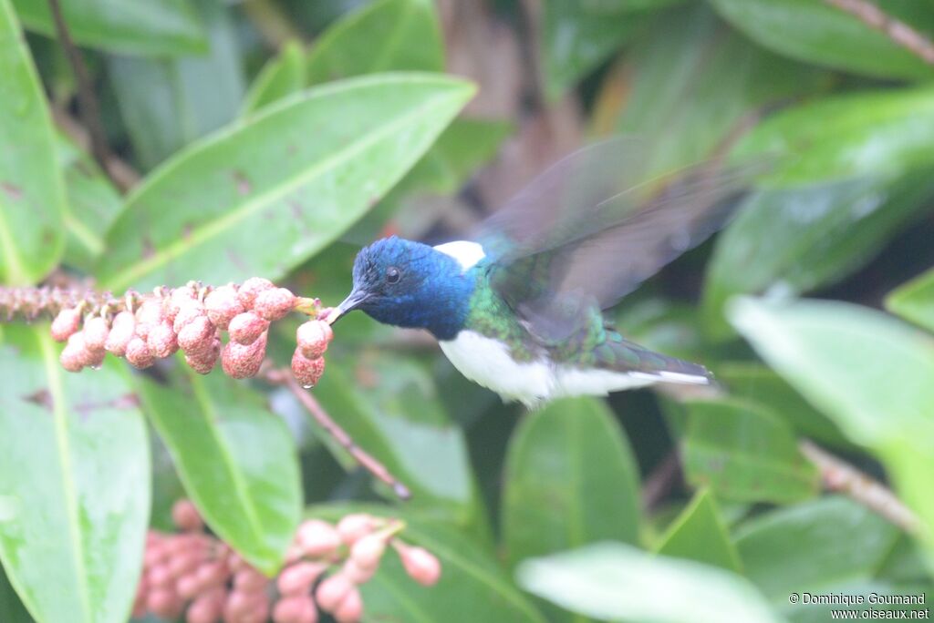 White-necked Jacobin male adult