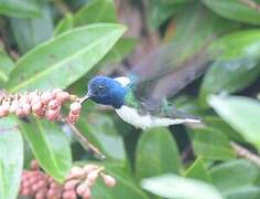 White-necked Jacobin