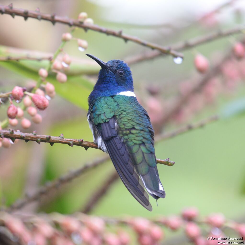 White-necked Jacobin male adult