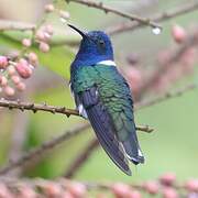 White-necked Jacobin