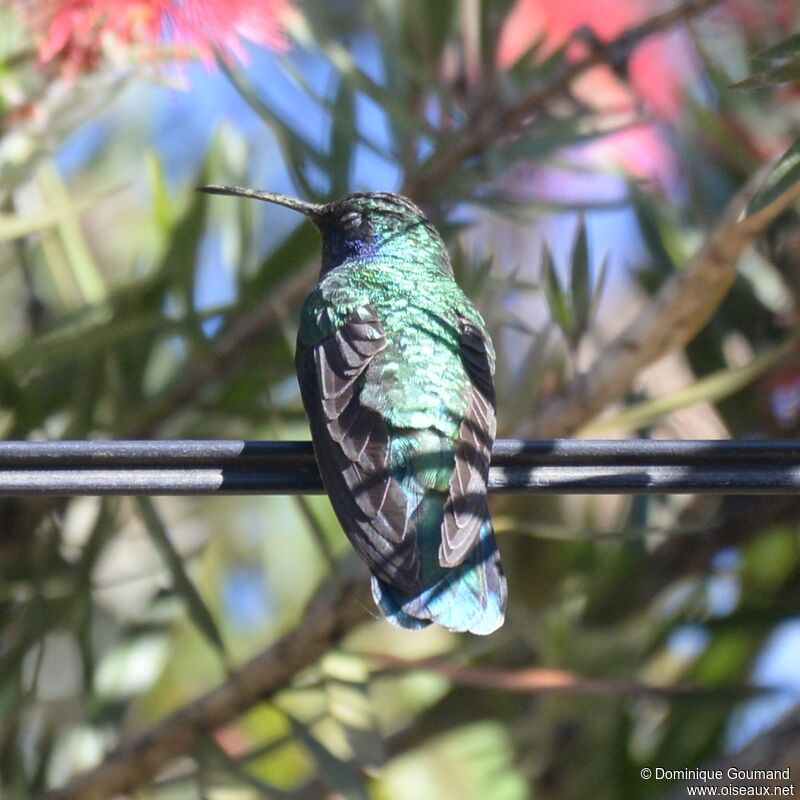 Colibri thalassinadulte