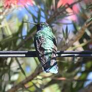 Mexican Violetear