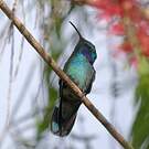 Colibri thalassin