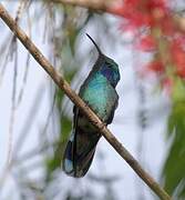 Mexican Violetear