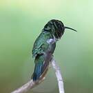 Colibri thalassin