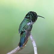 Mexican Violetear