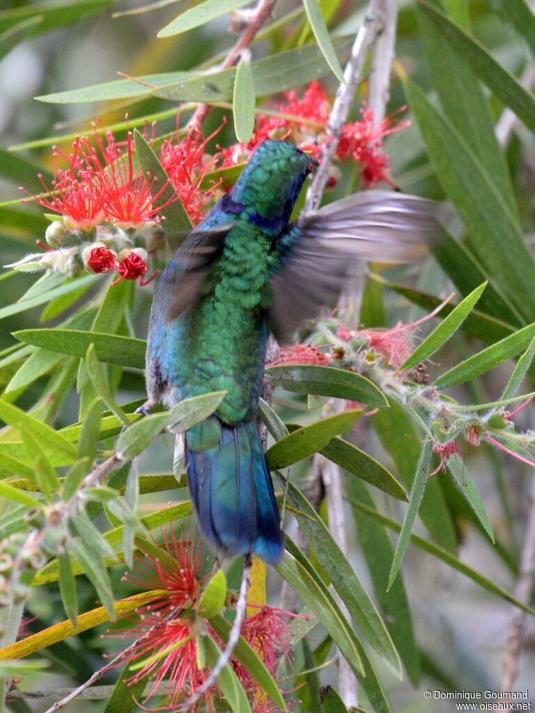 Colibri thalassinadulte