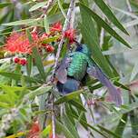 Colibri thalassin