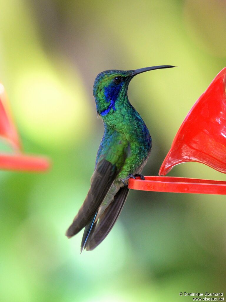 Colibri thalassinadulte