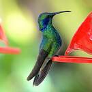 Colibri thalassin