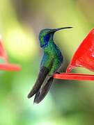 Mexican Violetear