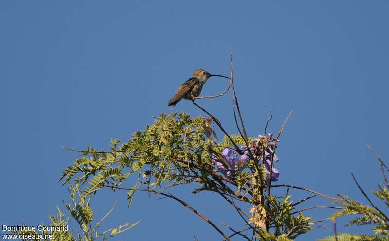 Colibri vesper femelle, habitat, Comportement