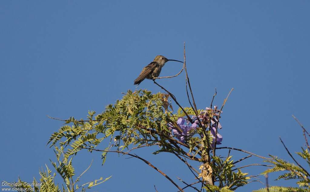 Colibri vesper femelle, habitat, Comportement