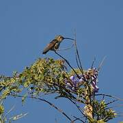 Oasis Hummingbird