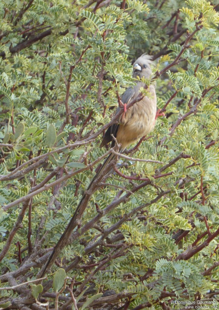 White-backed Mousebird