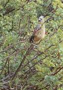 White-backed Mousebird