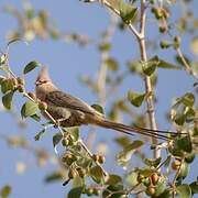 Blue-naped Mousebird