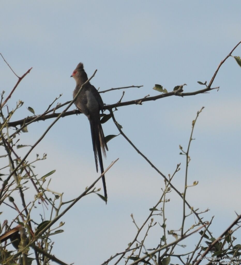 Red-faced Mousebird