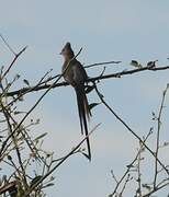 Red-faced Mousebird