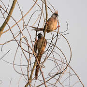 Speckled Mousebird