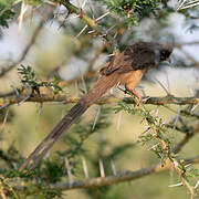 Speckled Mousebird