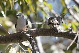 Inca Dove