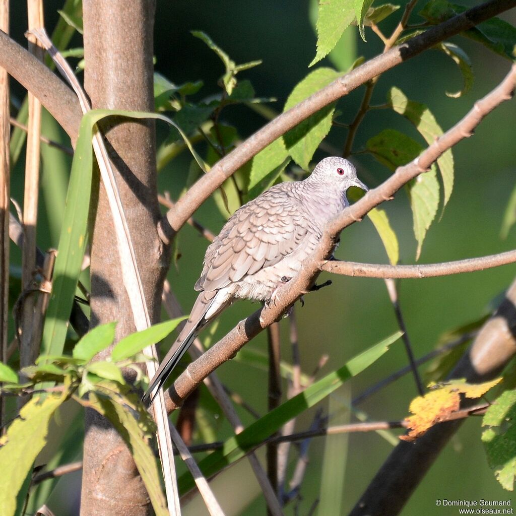 Colombe incaadulte