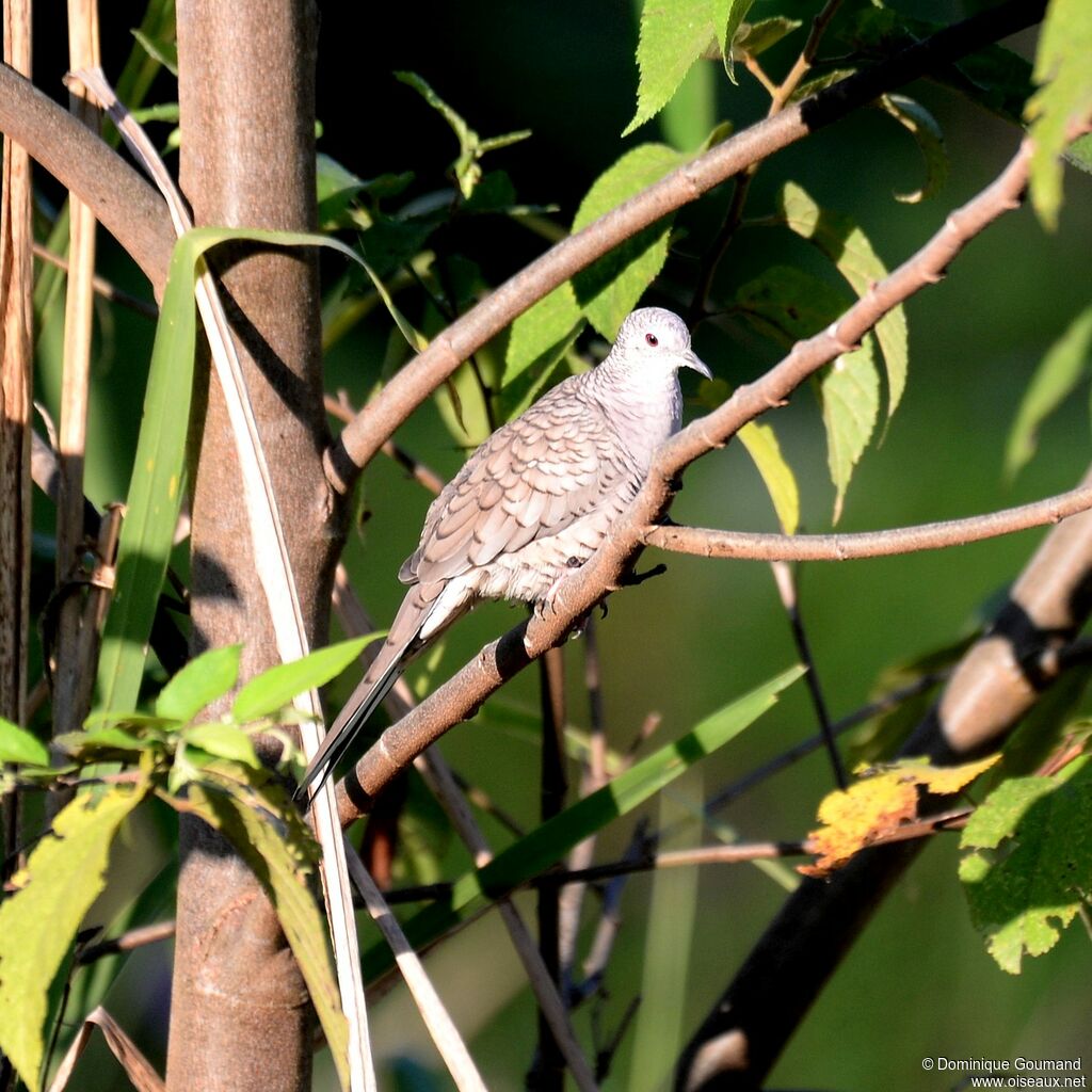 Colombe incaadulte