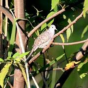 Inca Dove