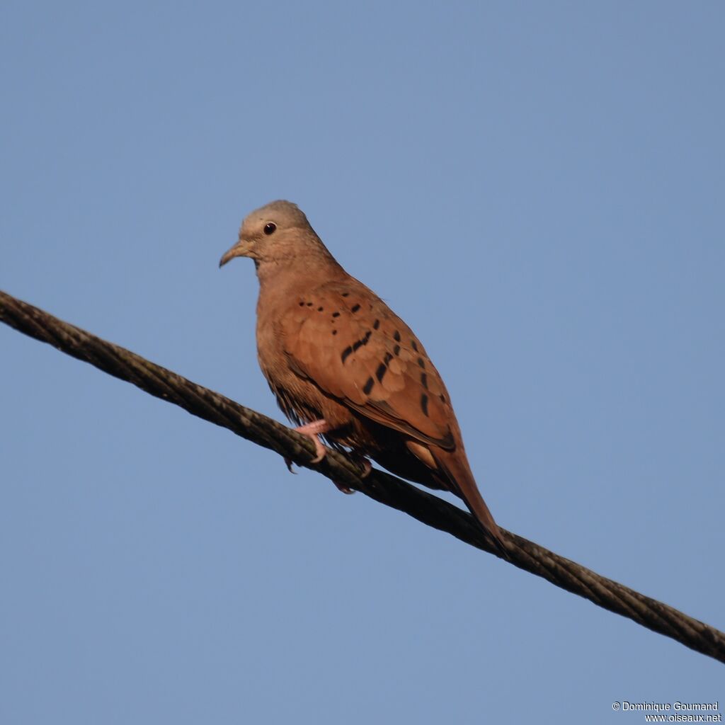 Ruddy Ground Doveadult