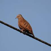 Ruddy Ground Dove