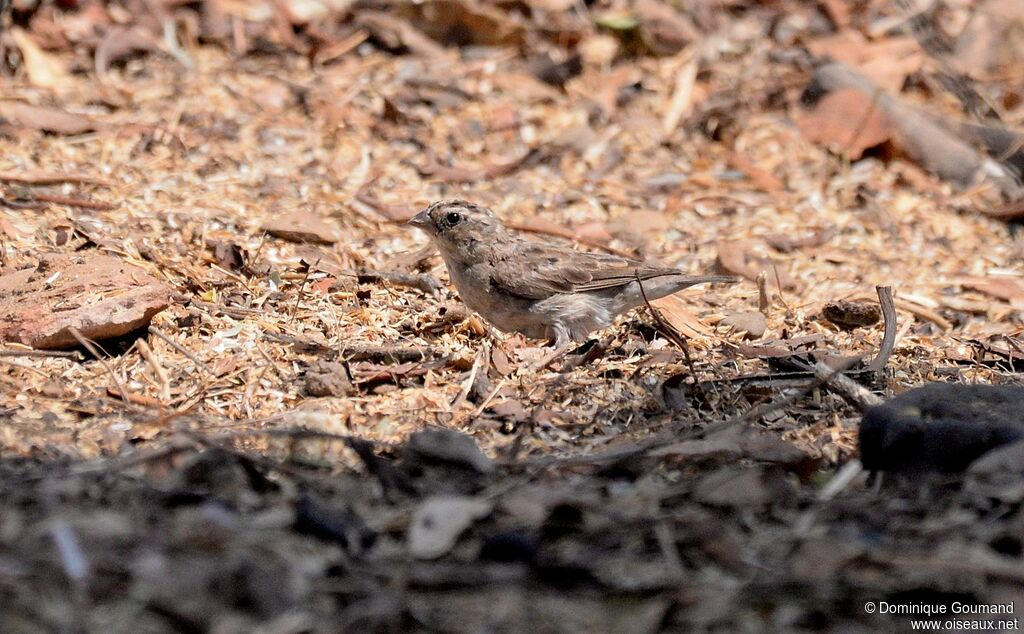 Village Indigobird female adult