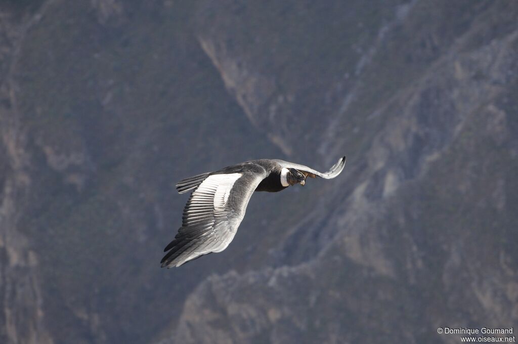 Condor des Andes mâle adulte