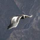 Condor des Andes