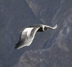 Condor des Andes