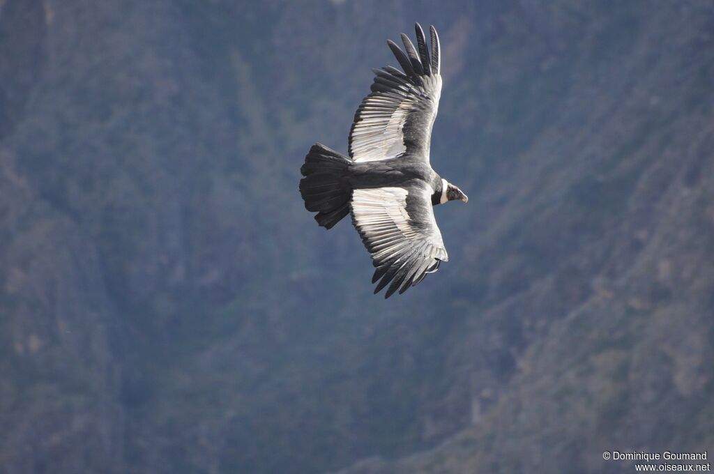 Condor des Andes femelle adulte