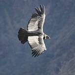 Condor des Andes