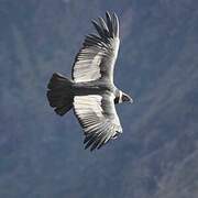 Andean Condor