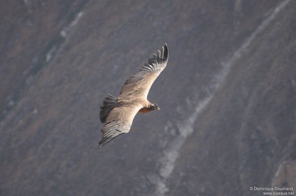 Condor des Andes mâle juvénile