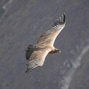 Andean Condor