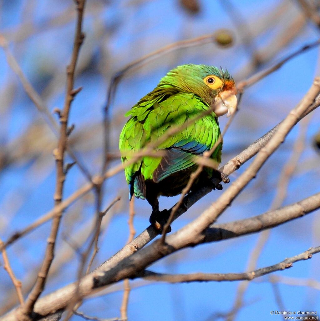 Conure à front rougeadulte