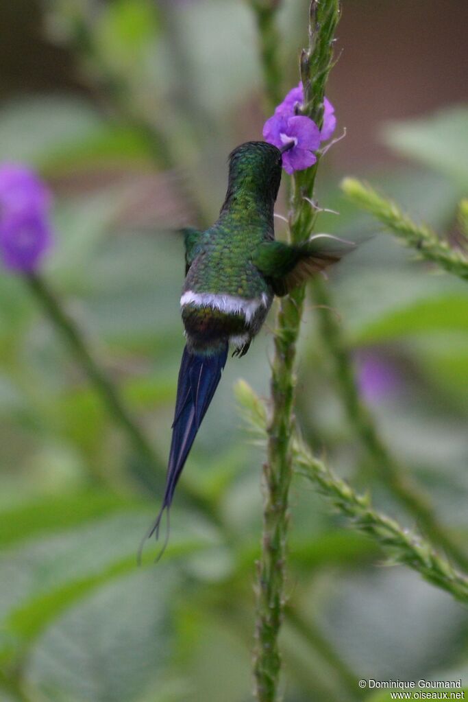 Green Thorntail male adult