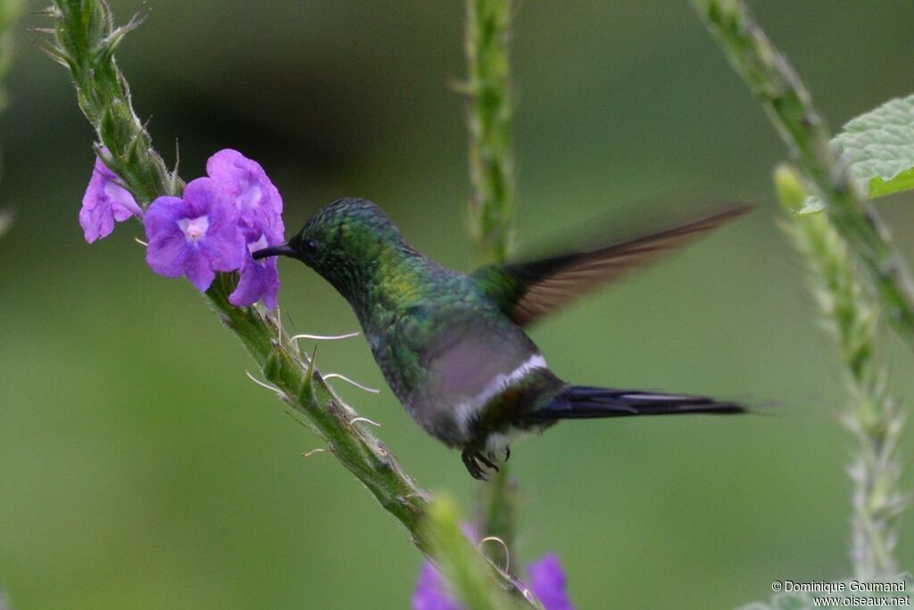 Green Thorntail male adult