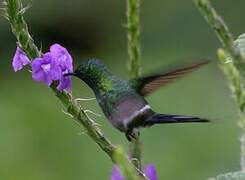 Green Thorntail